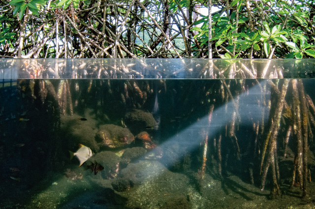 Mangroves exhibition