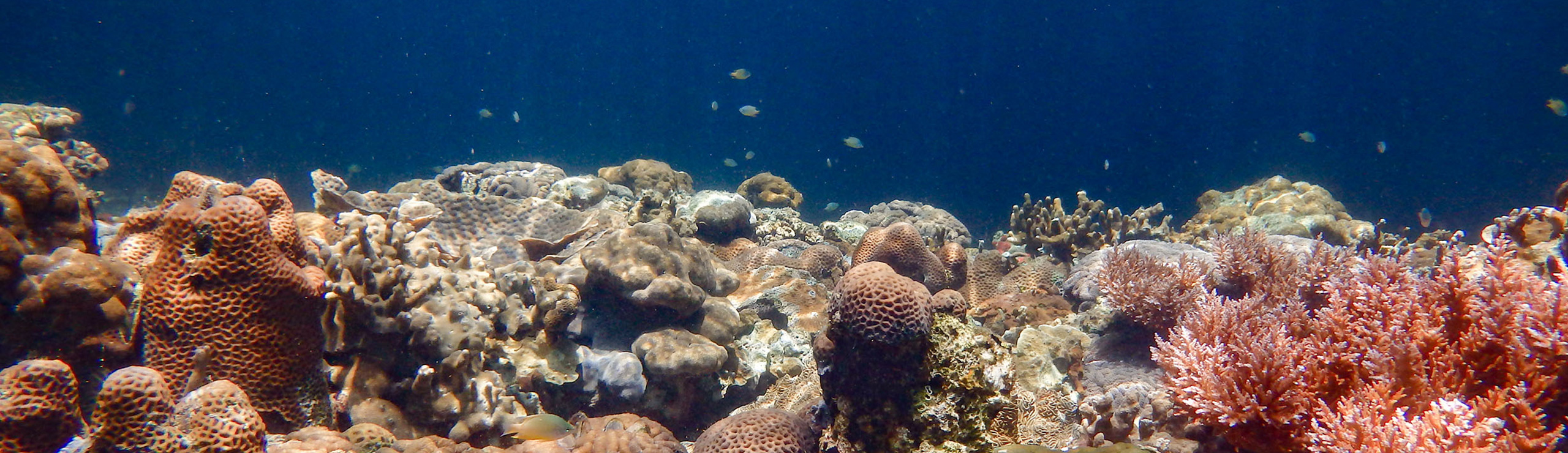 Coral Reef Monitoring Project