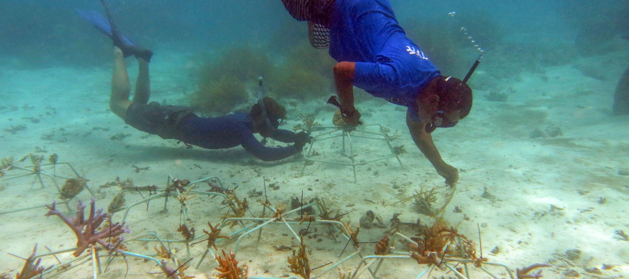PICRC’s coral restoration project and collaboration in Ngaraard continues