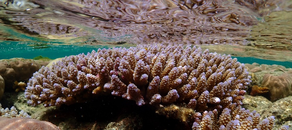 Coral colonies that can withstand the heat do so at no apparent cost, finds new study