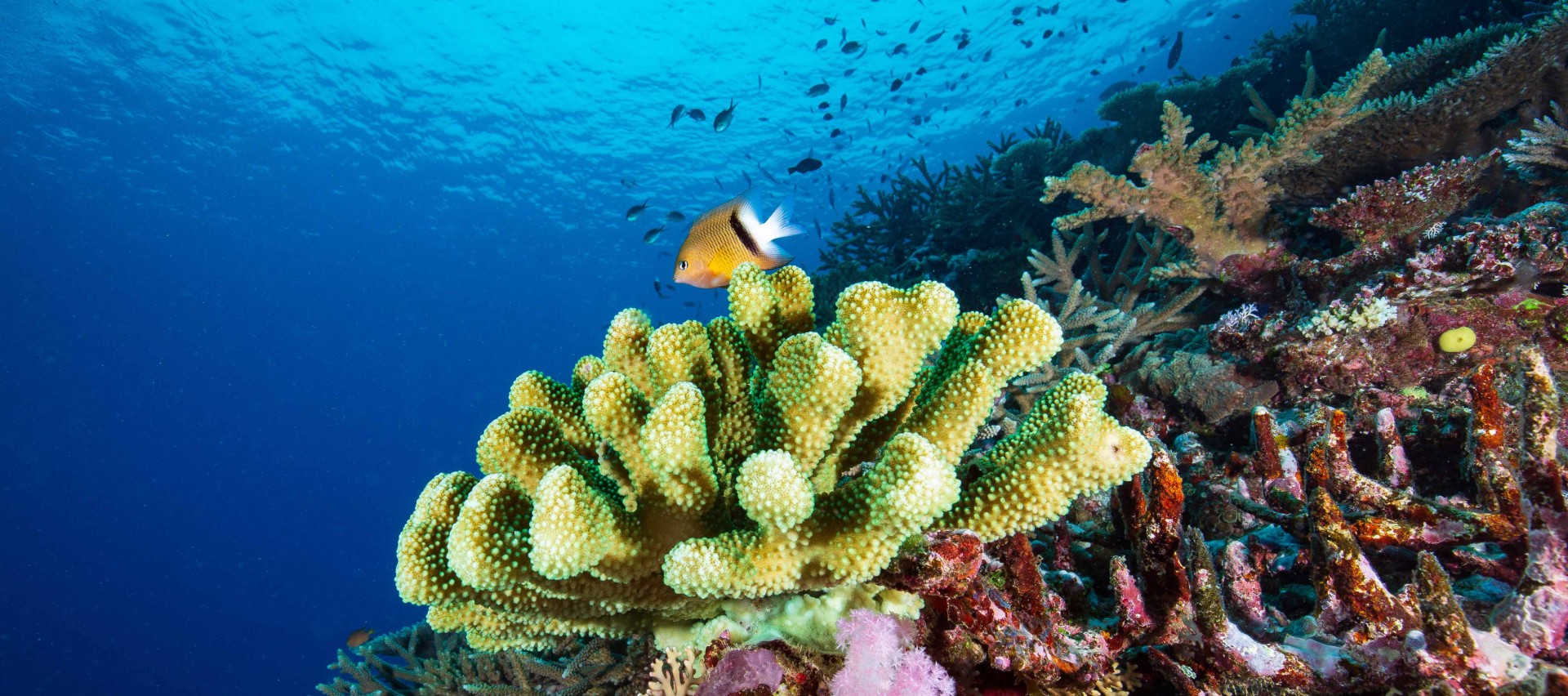 New study published on coral dynamics at Lighthouse and Ngederrak reefs