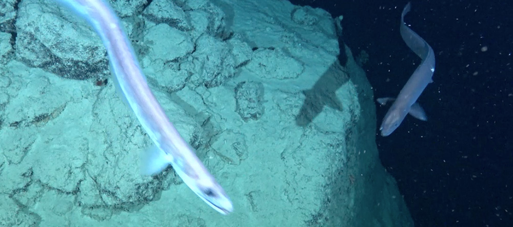 PICRC Researchers Record Life on Palau’s Ocean Floor Using Deep-Sea Camera Systems