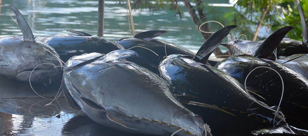 PICRC Partners with BOFI to Study Tuna Spawning in the PNMS