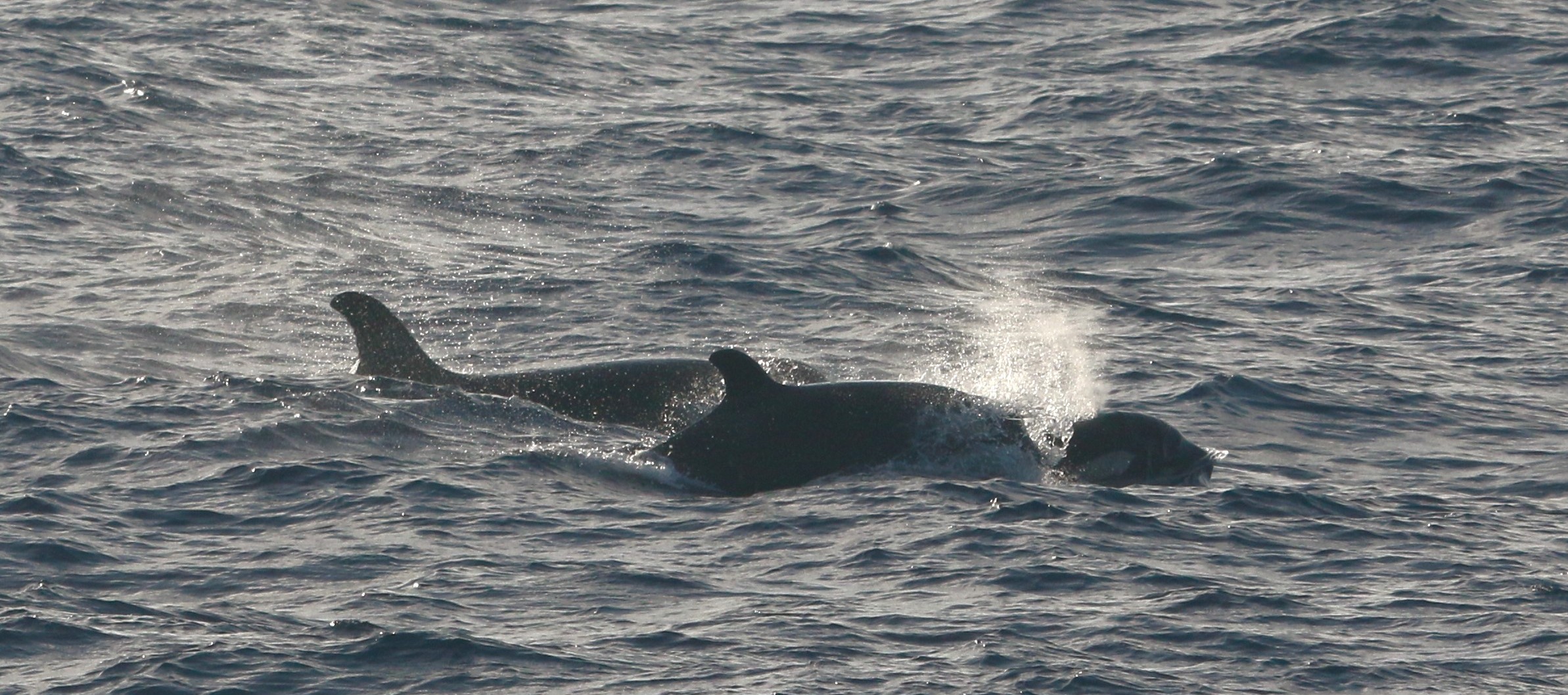 PICRC partners with Whaleology to record whales and dolphins around Palau