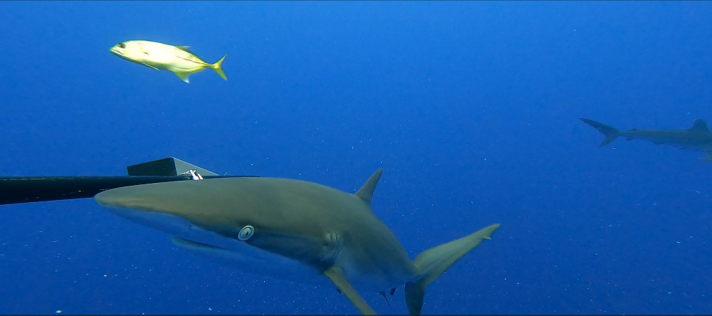 PICRC Undertakes Pilot Study to Identify if Different Moon Phases Influence Fish Abundance and Diversity at FADs