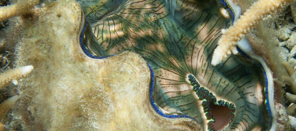 Giant clams inspire breakthroughs in solar energy efficiency