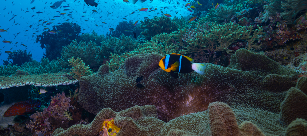 New research expedition uncovers Palau’s rich marine life