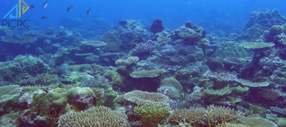 Coral Reefs and Climate Change: Learn about the project driving Climate Smart Reef Management in Palau