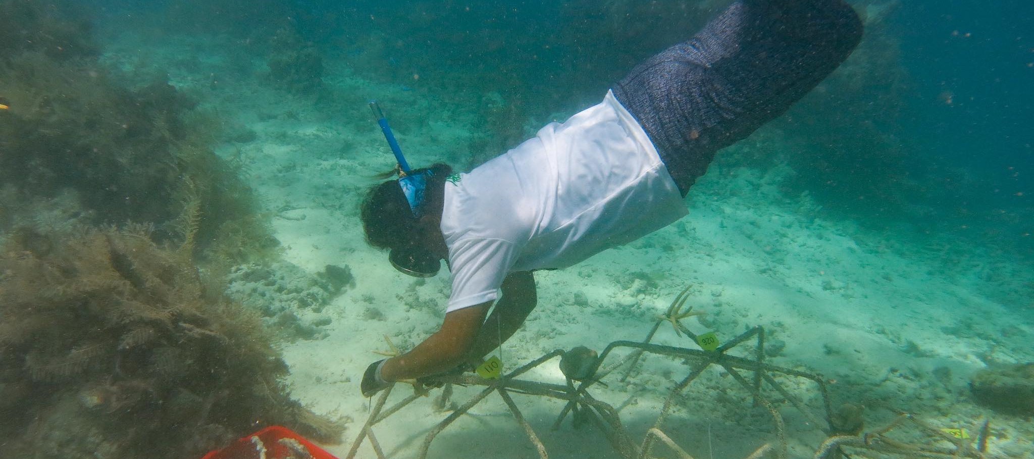 Dawnette “Uly” Olsudong Appointed as Coral Futures Team Leader at PICRC