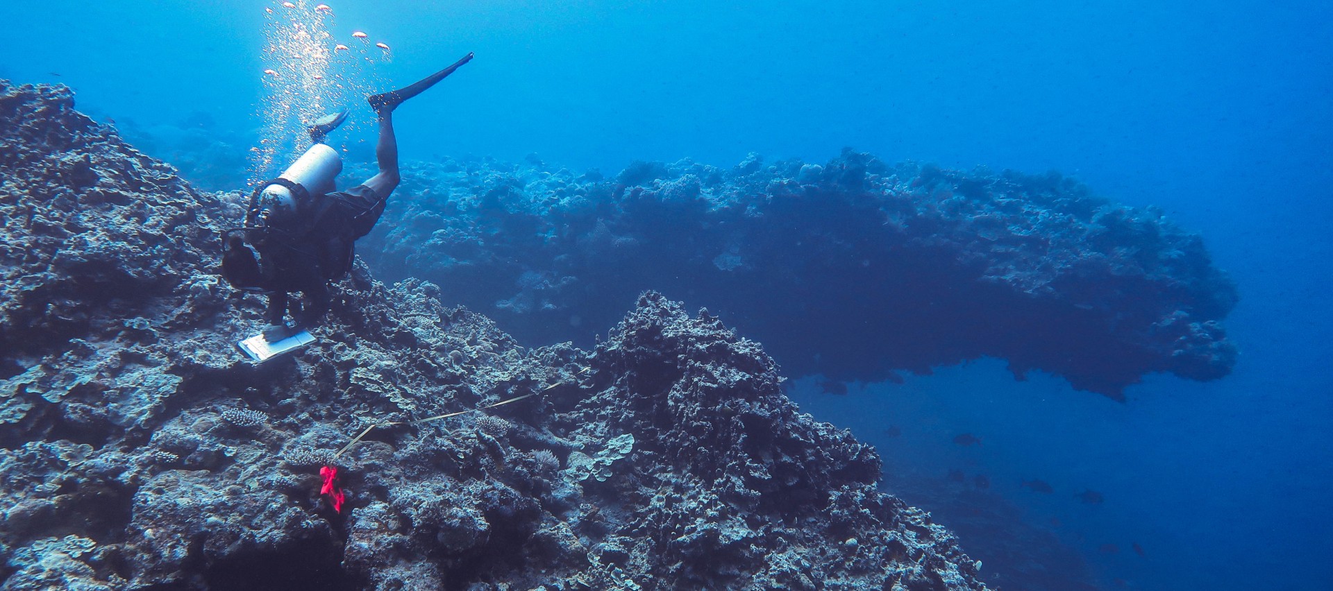 New Report Finds Positive Impact of Ngeruangel Reserve on Commercially Important Fish Species