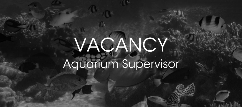 Vacancy - Aquarium Supervisor