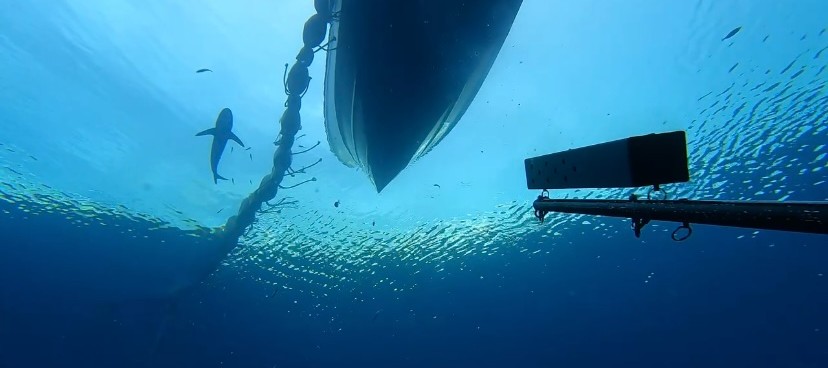 Palau International Coral Reef Center Publishes New Report on Fish Composition at Fish Aggregating Device