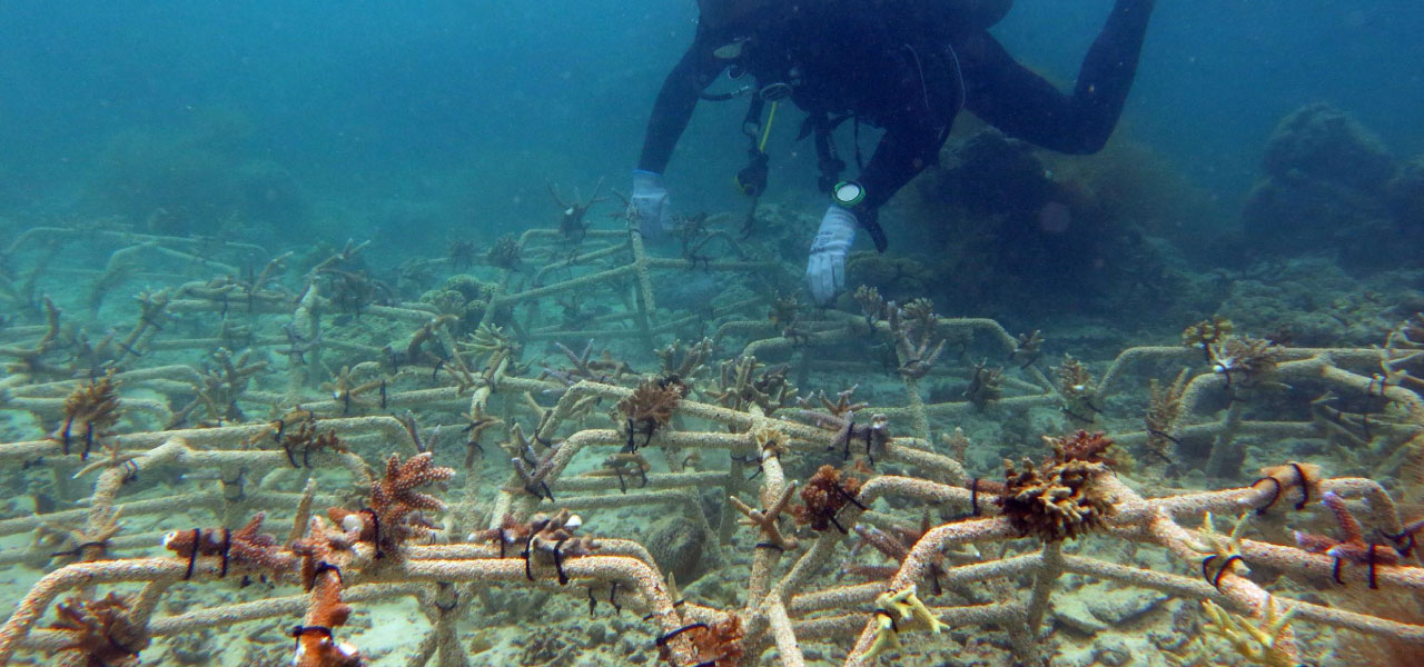 Coral Restoration