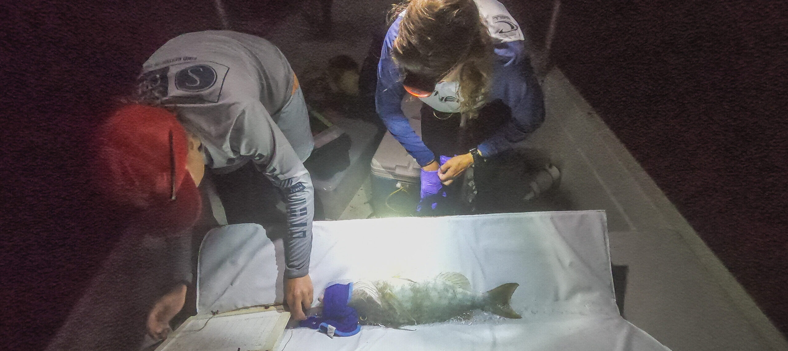 PICRC Publishes Study Investigating Movement Patterns of the Longnose Emperor