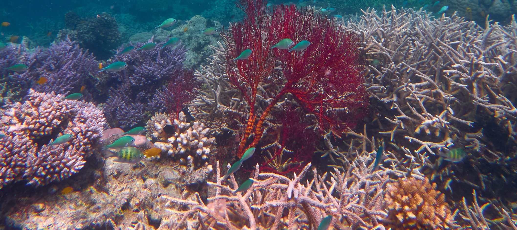 PICRC Collaborates on Study on Satellite-Measured Temperatures in Palau’s Reefs