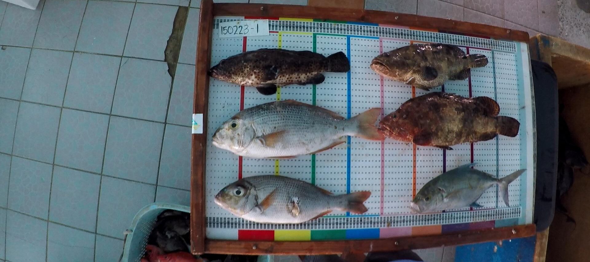 PICRC publishes study on status of reef fish in Palau