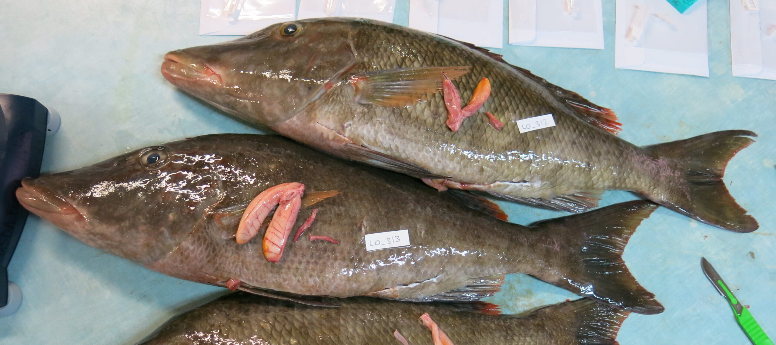 New study examines biology of longnose emperor in Palau